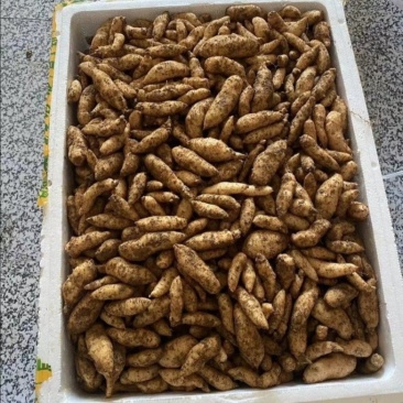天麻种子乌红杂交红天麻零代种子