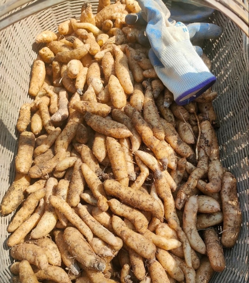 天麻种子乌红杂交红天麻零代种子