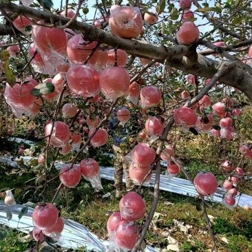 红富士苹果价格纸加膜红富士苹果红富士苹果基地