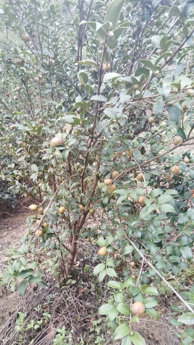 湘西山茶油