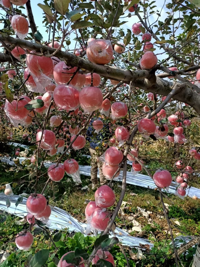 红富士苹果价格纸加膜红富士苹果红富士苹果基地