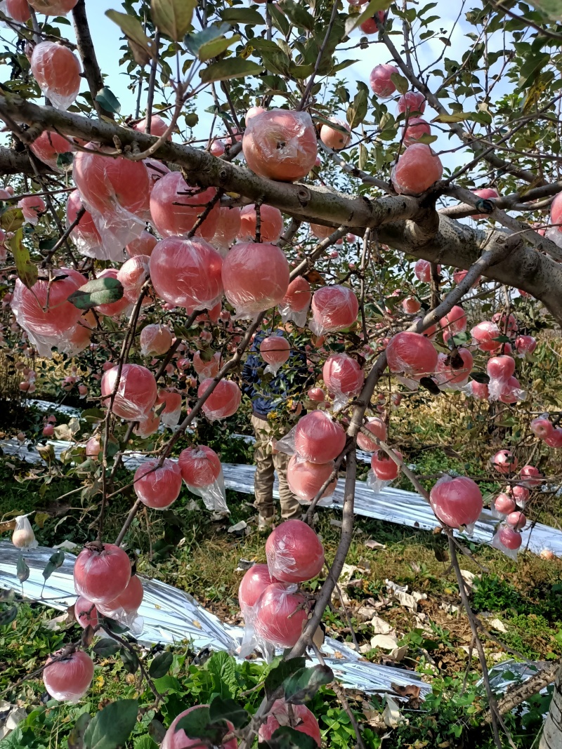 红富士苹果价格纸加膜红富士苹果红富士苹果基地