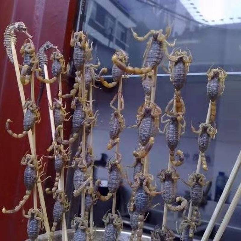 蝎子，油炸，烧烤，味道不错，补