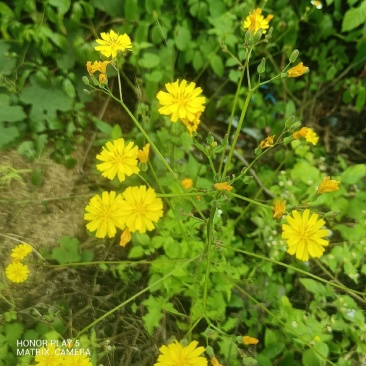 黄鹌菜听中药又名：苦菜药、三枝香、黄花菜、山芥菜、土