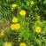黄鹌菜听中药又名：苦菜药、三枝香、黄花菜、山芥菜、土