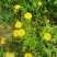 黄鹌菜听中药又名：苦菜药、三枝香、黄花菜、山芥菜、土