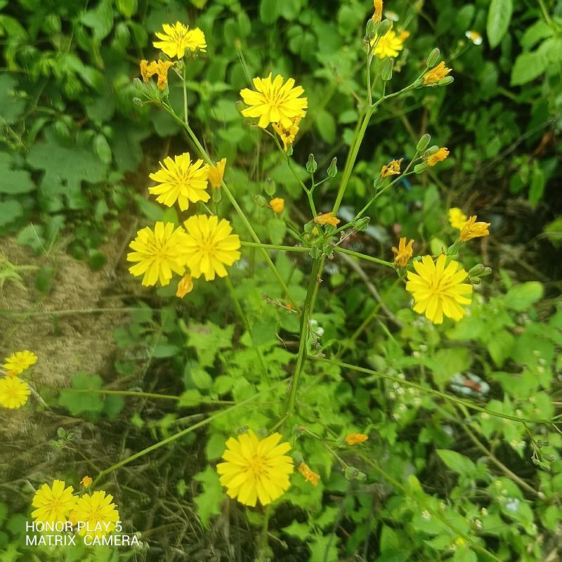 黄鹌菜听中药又名：苦菜药、三枝香、黄花菜、山芥菜、土