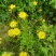 黄鹌菜听中药又名：苦菜药、三枝香、黄花菜、山芥菜、土