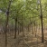 金叶复叶槭，产地直发，大量有货，欢迎各位老板咨询采购