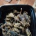 蝎子，油炸，烧烤，味道不错，补