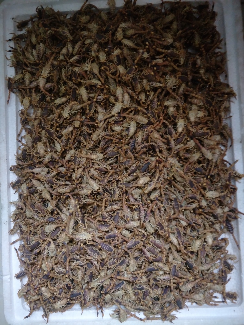 蝎子，油炸，烧烤，味道不错，补