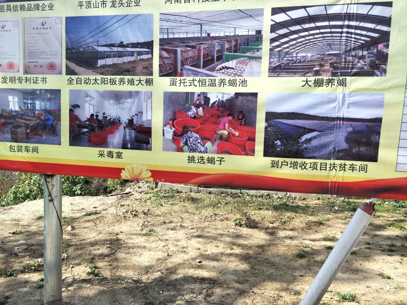 蝎子，油炸，烧烤，味道不错，补