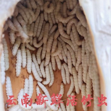 云南新鲜野生竹虫