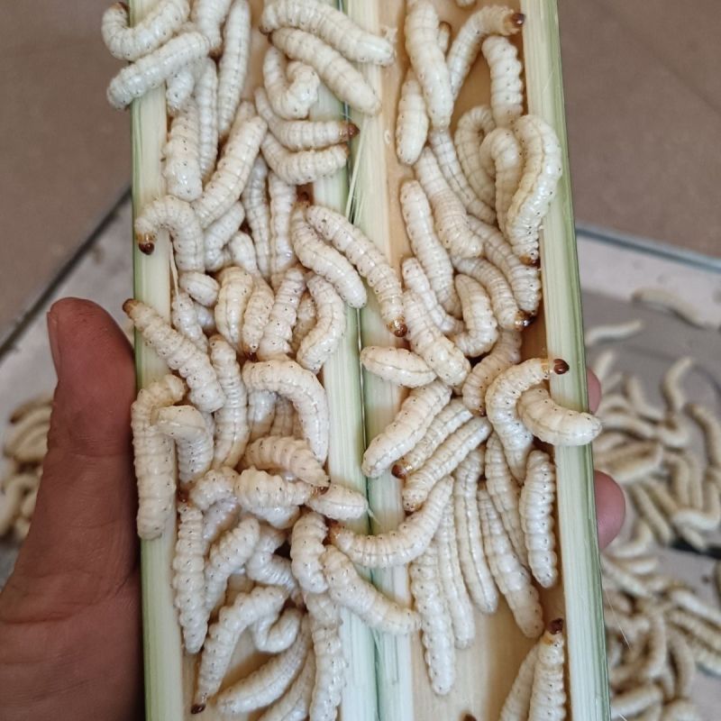 云南新鲜野生竹虫