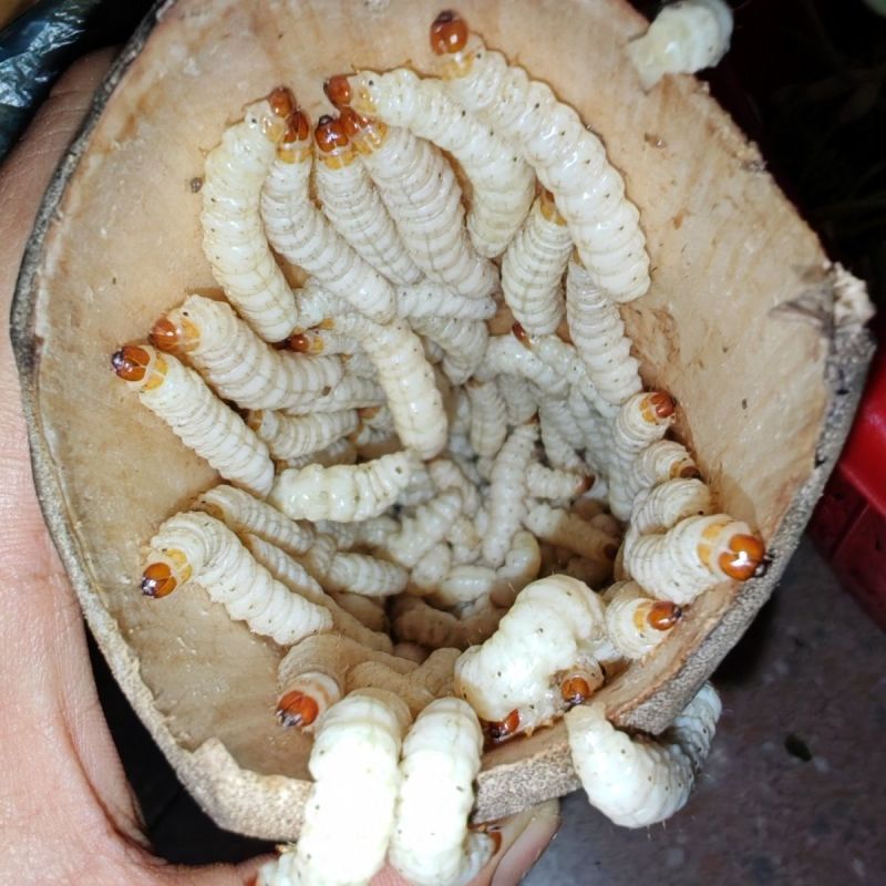 云南新鲜野生竹虫