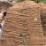 【实力推荐】精品双棒山药大货大量现货产地直销可对接全国