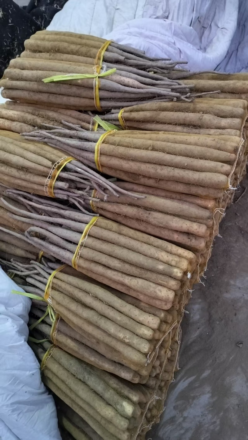 【实力推荐】精品双棒山药大货大量现货产地直销可对接全国