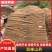 【实力推荐】精品双棒山药大货大量现货产地直销可对接全国