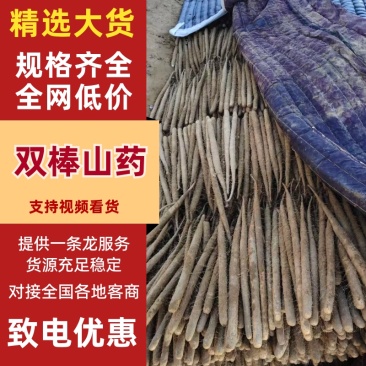 双棒,精品大货山药全网低价产地直销量大从优可视频看货对接