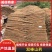 双棒,精品大货山药全网低价产地直销量大从优可视频看货对接