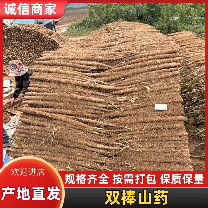 双棒，精品大货山药全网低价产地直销量大从优可视频看货对接