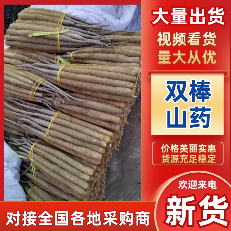 双棒，精品大货山药全网低价产地直销量大从优可视频看货对接