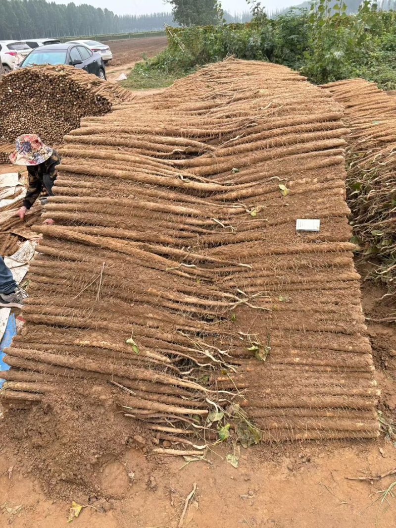 双棒，精品大货山药全网低价产地直销量大从优可视频看货对接