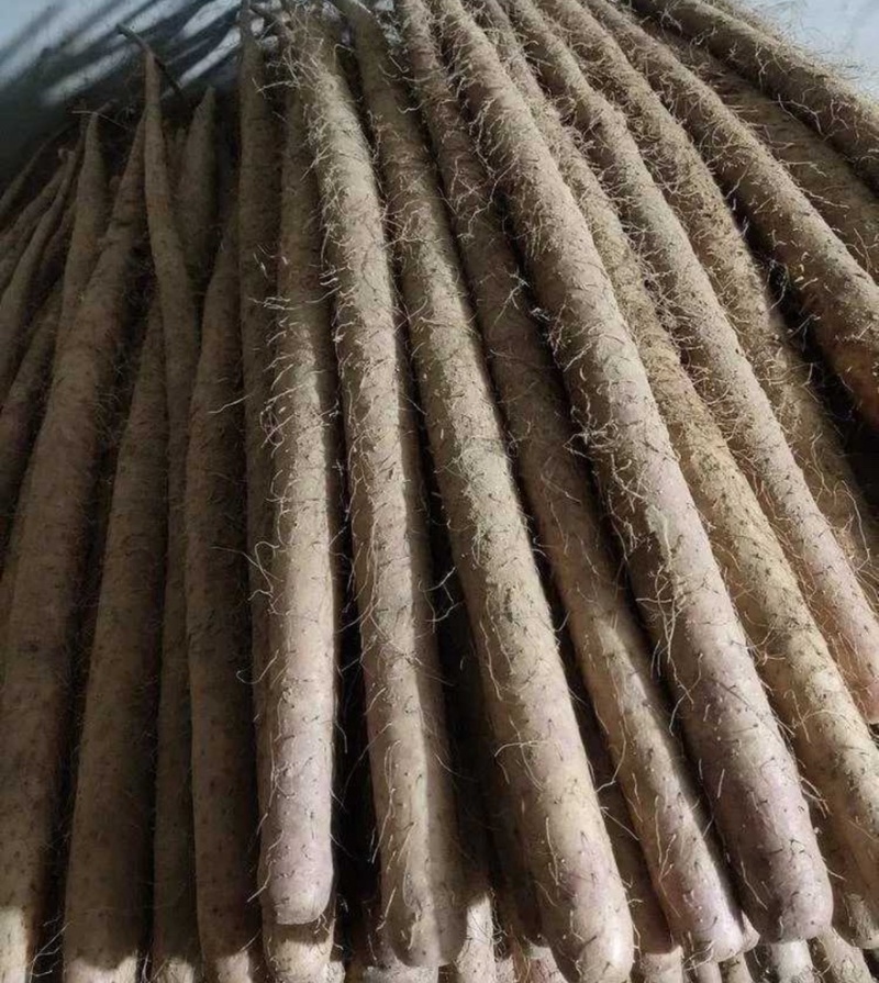 河南紫药山药货源充足/产地直供/对接超市电商/保质保量
