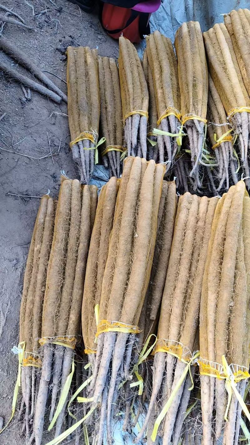 河南紫药山药货源充足/产地直供/对接超市电商/保质保量