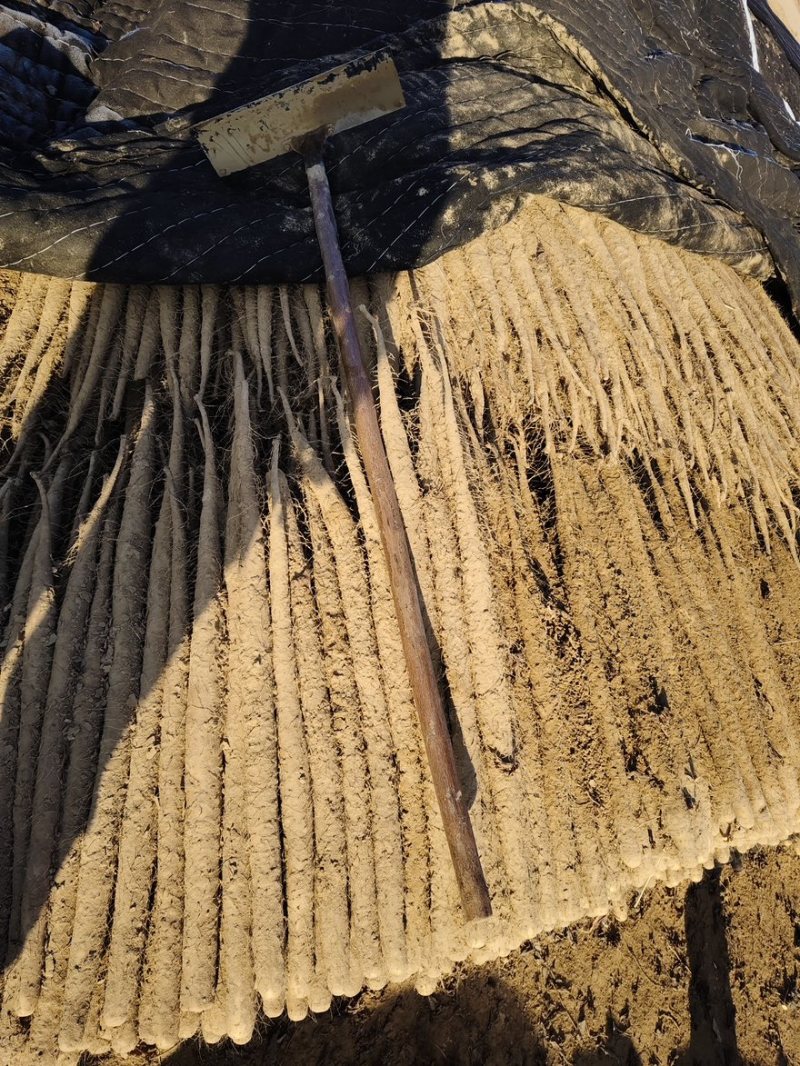 河南紫药山药货源充足/产地直供/对接超市电商/保质保量