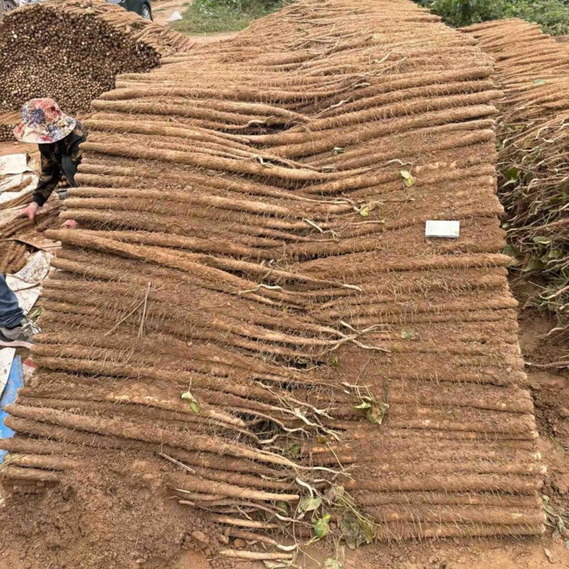 河南紫药山药货源充足/产地直供/对接超市电商/保质保量