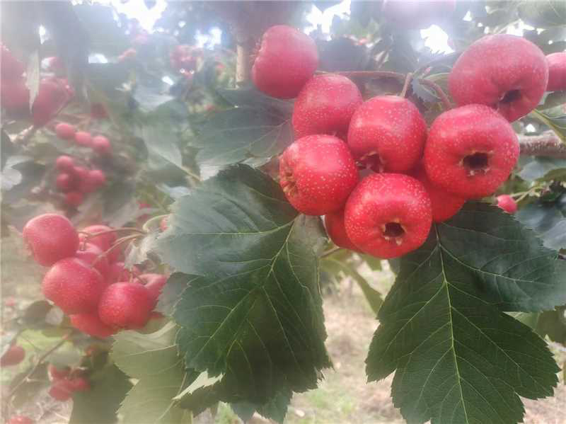 山东精品甜红子山楂个头大质量好产地直发欢迎咨询