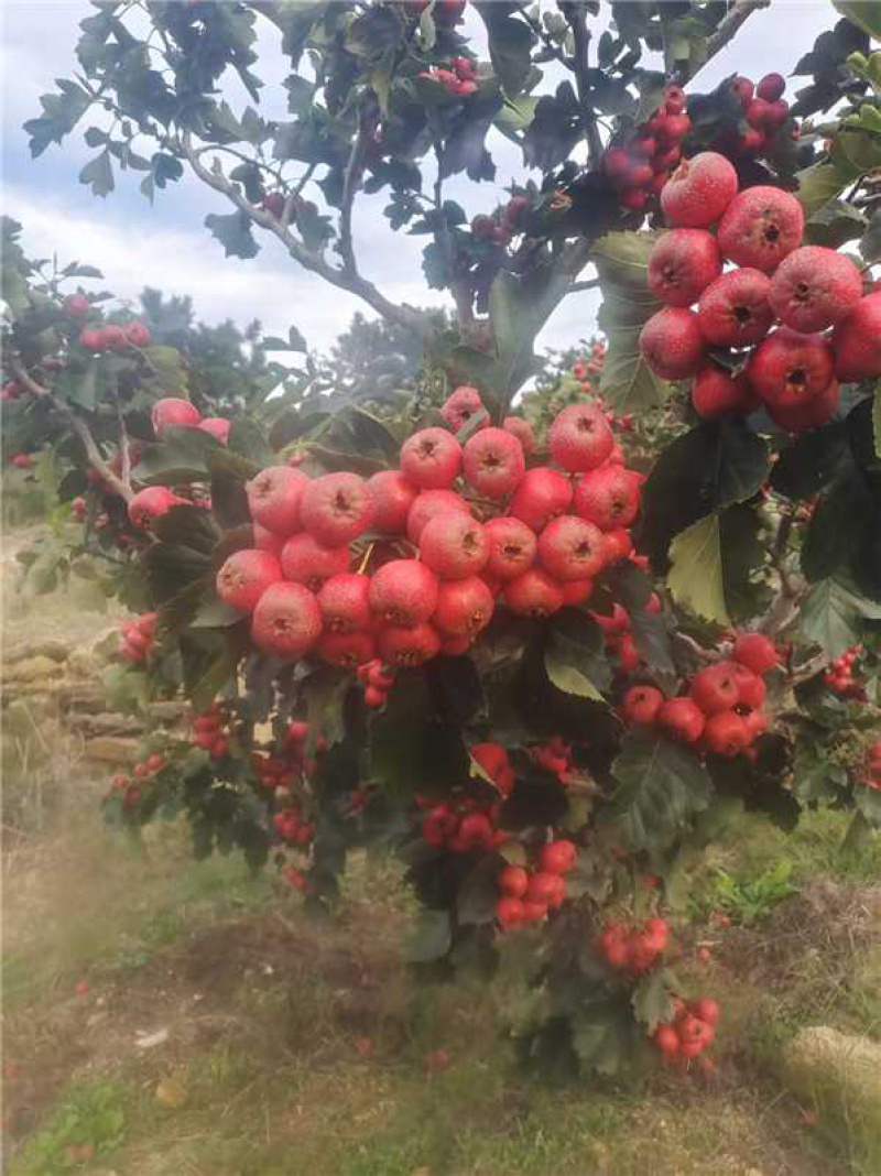 山东精品甜红子山楂个头大质量好产地直发欢迎咨询