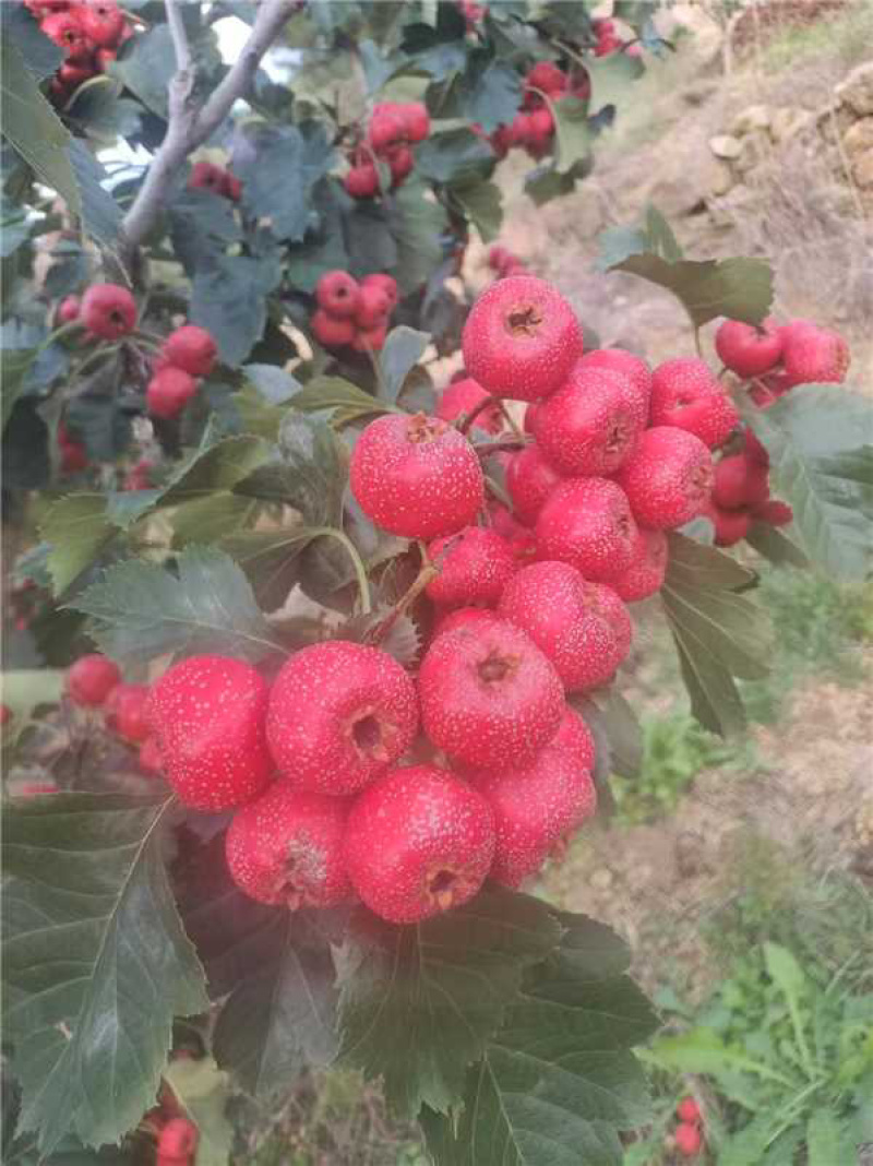 山东精品甜红子山楂个头大质量好产地直发欢迎咨询