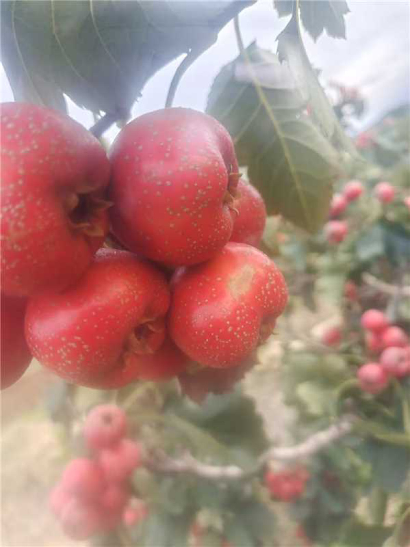 山东精品甜红子山楂个头大质量好产地直发欢迎咨询