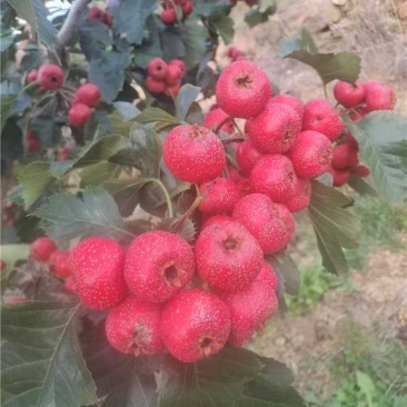 山东精品甜红子山楂个头大质量好产地直发欢迎咨询