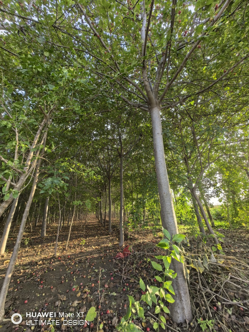 高杆海棠（冬红果），大量有货，可视频看货，可对接全国