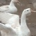 散养大鹅