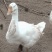 散养大鹅