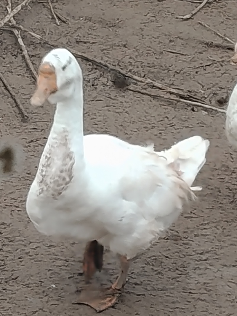散养大鹅