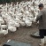 散养大鹅