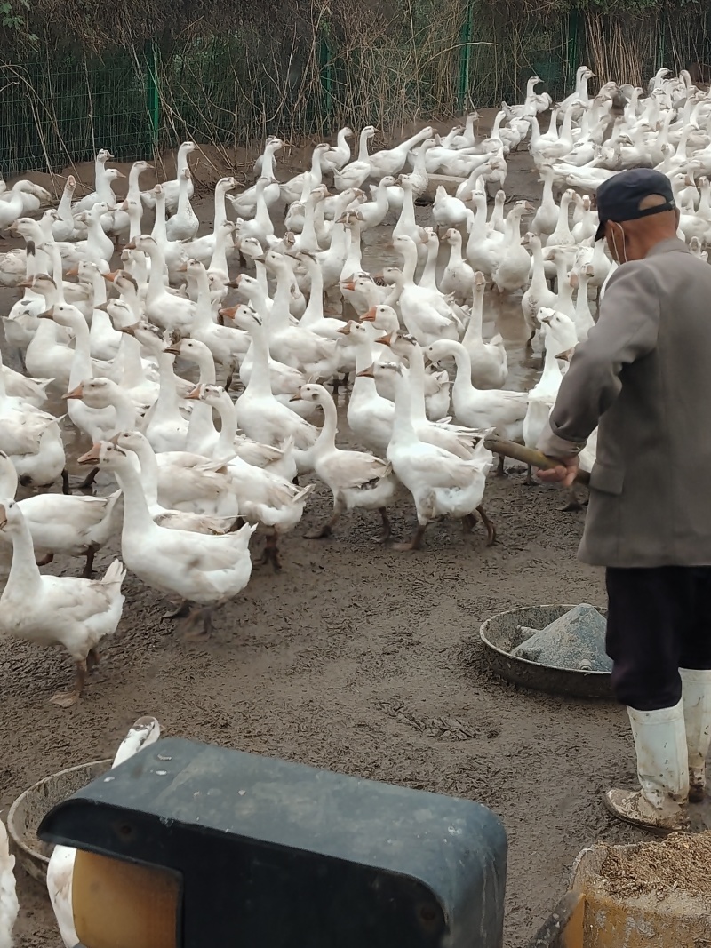 散养大鹅