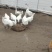 散养大鹅