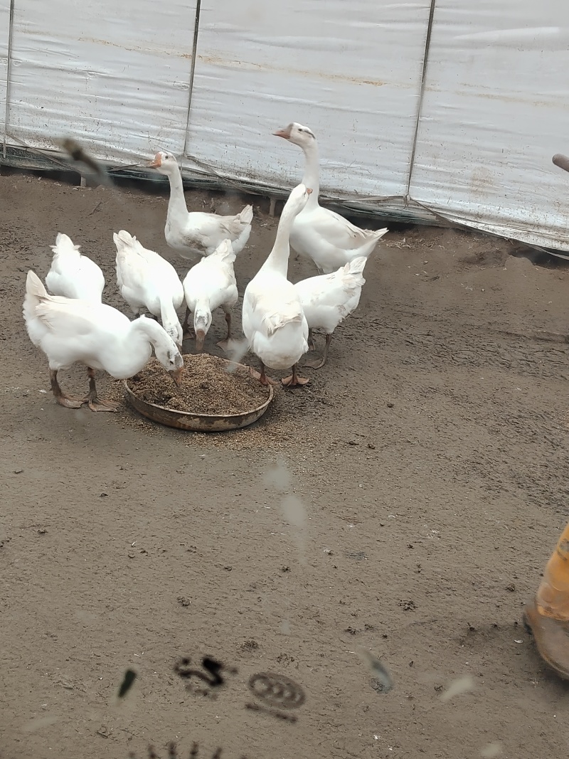 散养大鹅