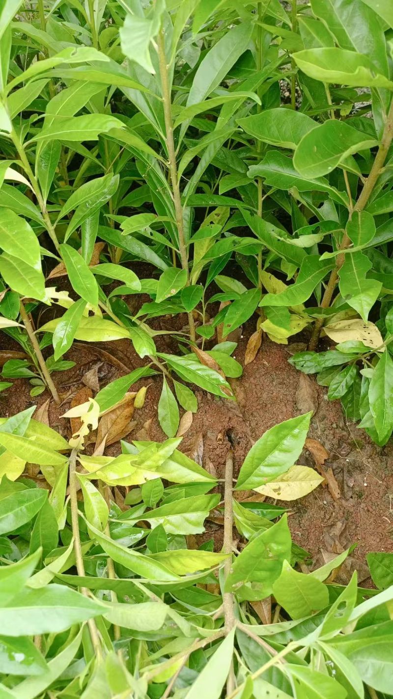 木荷种苗种子，湖南永州发货