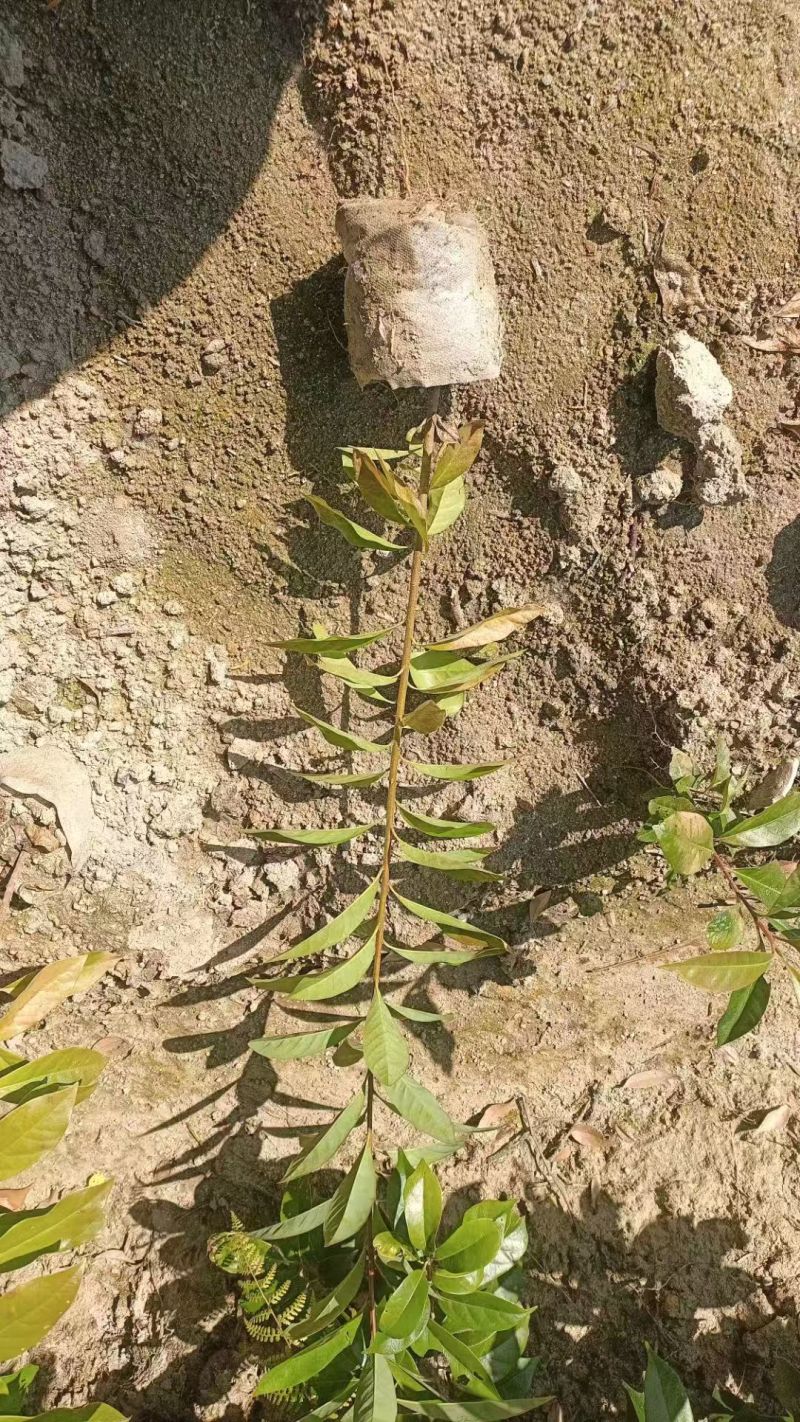 木荷种苗种子，湖南永州发货