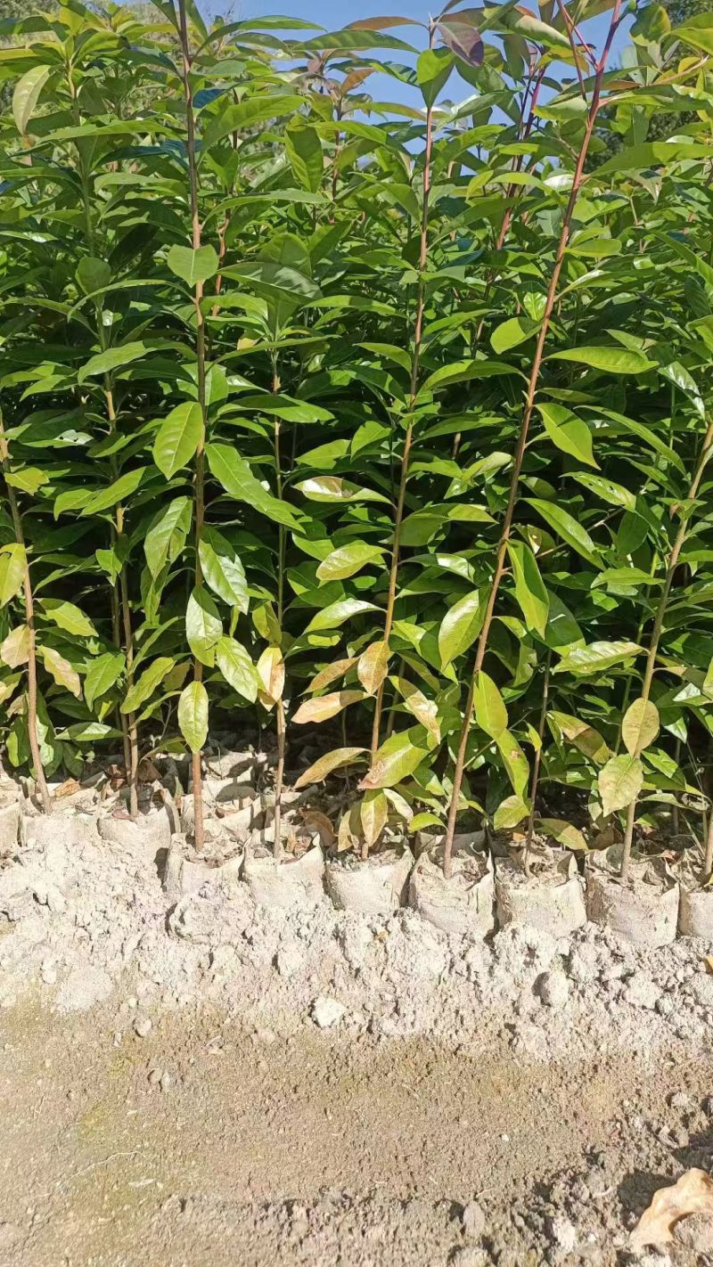 木荷种苗种子，湖南永州发货