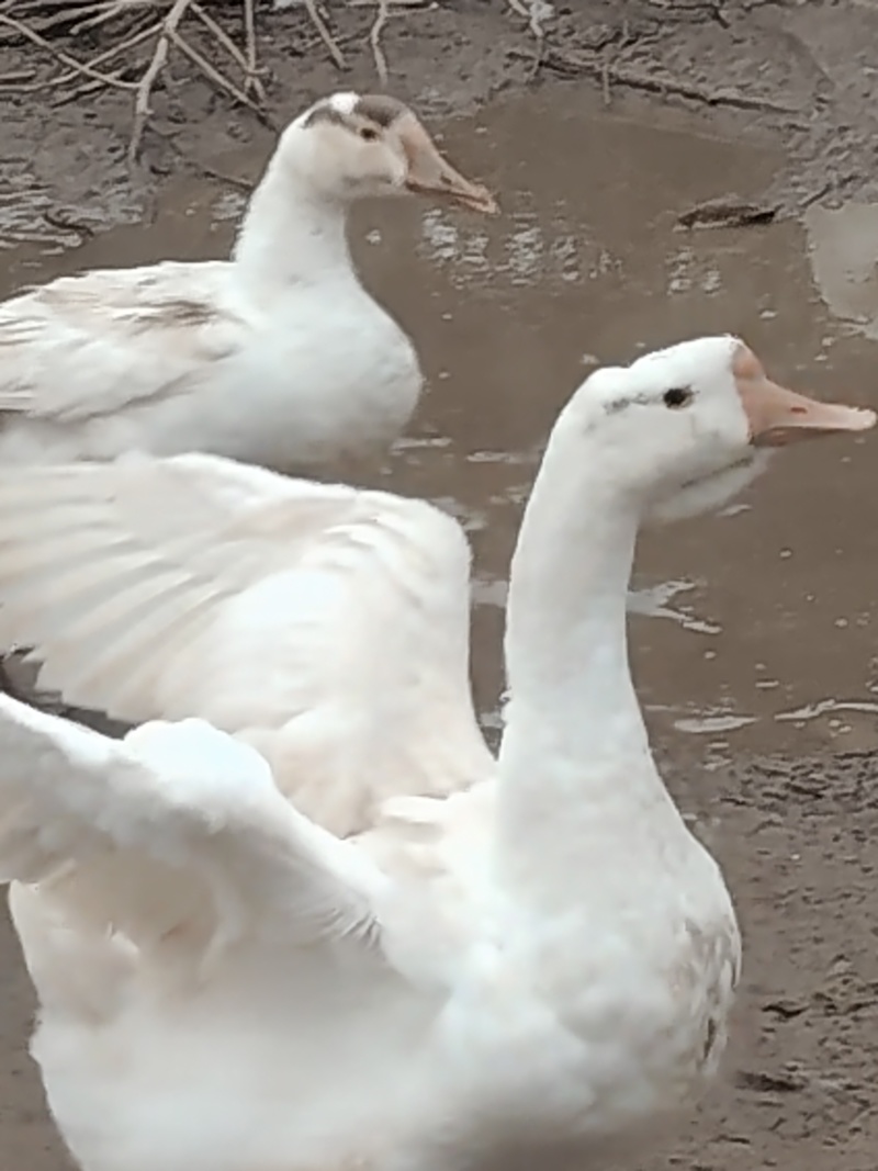散养大鹅