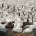 散养大鹅