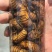 杜仲金蝉，常年供应，质量放心，味道独特！